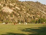 Ranch horses in the distance feeding in our pasture.